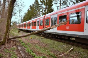 Baum-auf-S-Bahn-005