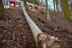 Baum-auf-S-Bahn-007